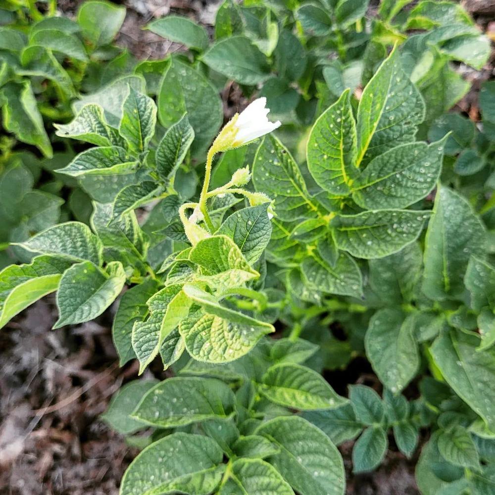 Photo of Potatoes (Solanum tuberosum) uploaded by dnrevel
