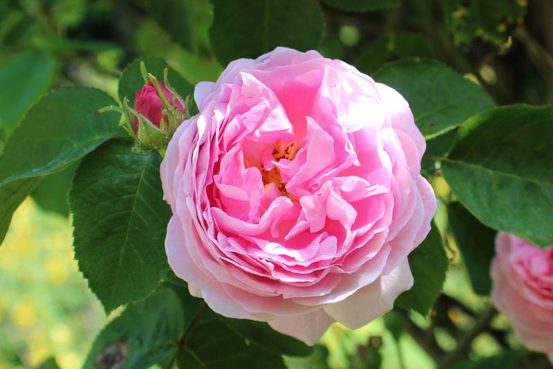 Photo of English Shrub Rose (Rosa 'Constance Spry') uploaded by RuuddeBlock