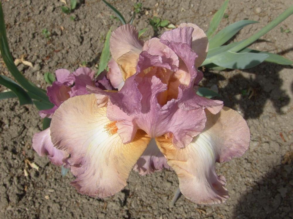 Photo of Tall Bearded Iris (Iris 'Orchid Brocade') uploaded by Sanja