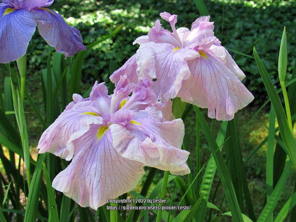 Photo of Japanese Iris (Iris 'Flamingo Waltz') uploaded by Lestv