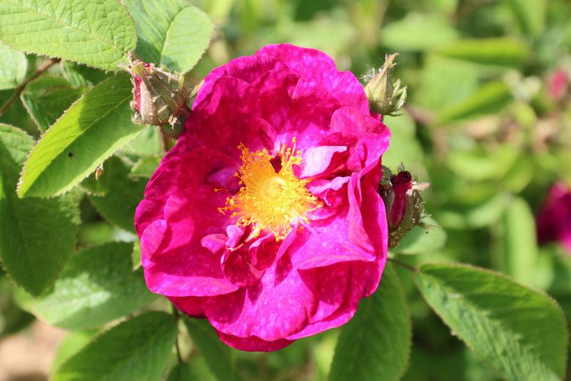 Photo of Rose (Rosa 'Alain Blanchard') uploaded by RuuddeBlock