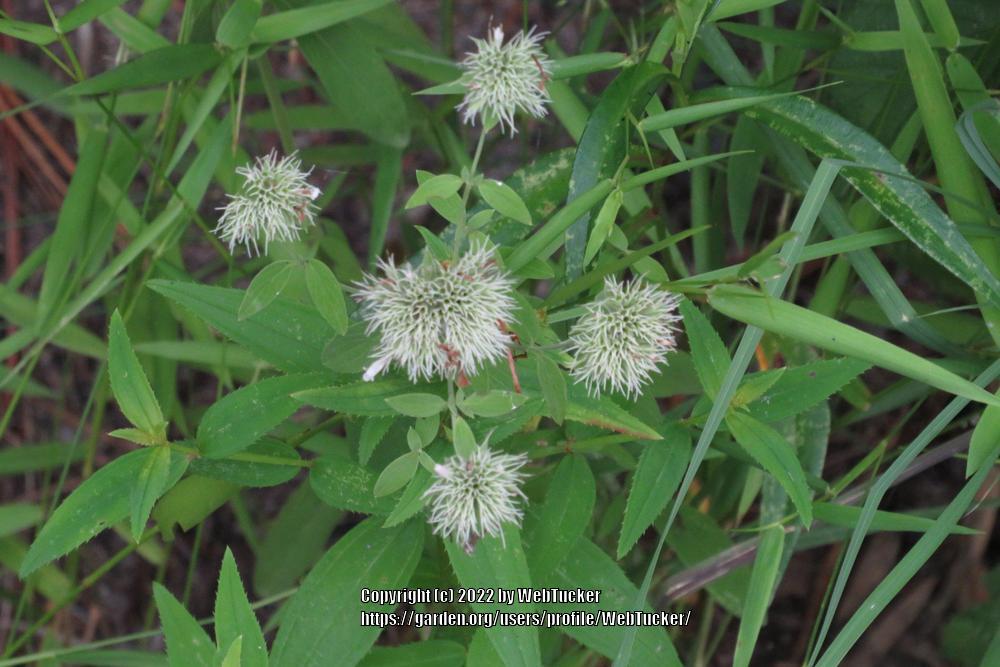 Photo of Appalachian Mountain Mint (Pycnanthemum flexuosum) uploaded by WebTucker