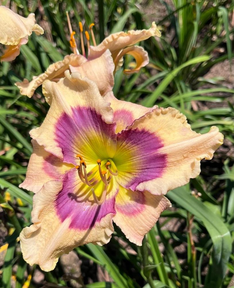 Photo of Daylily (Hemerocallis 'Butterflies and Rainbows') uploaded by gregnc