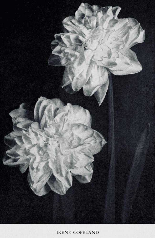 Photo of Double Daffodil (Narcissus 'Irene Copeland') uploaded by scvirginia