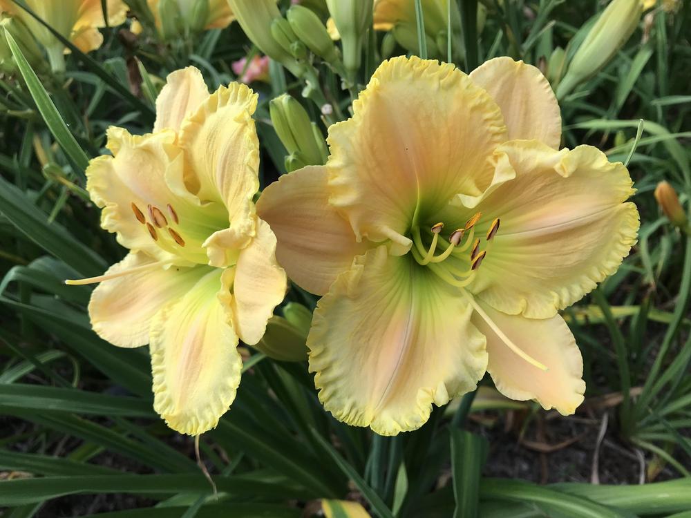 Photo of Daylily (Hemerocallis 'Finder's Delight') uploaded by Bedmaker