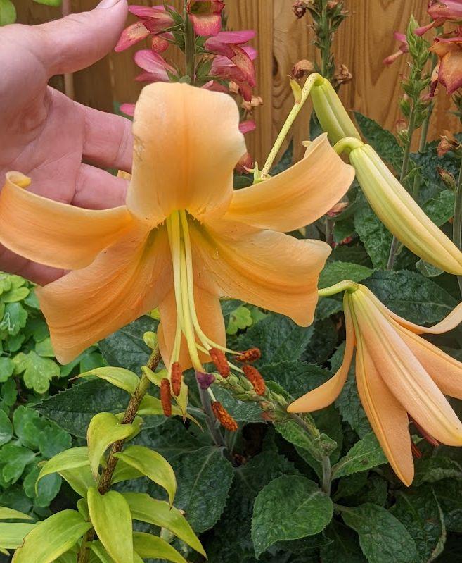 Photo of Lily (Lilium 'Orange Space') uploaded by Joy