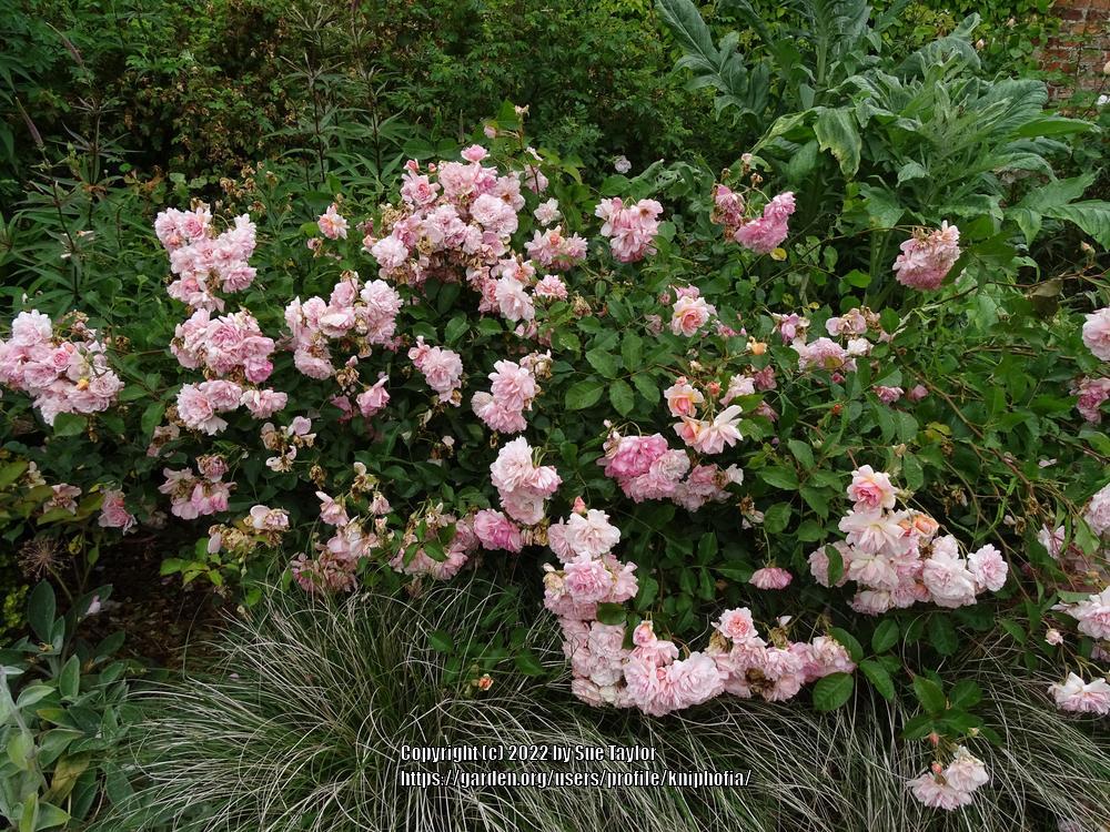 Photo of Hybrid Musk Rose (Rosa 'Felicia') uploaded by kniphofia
