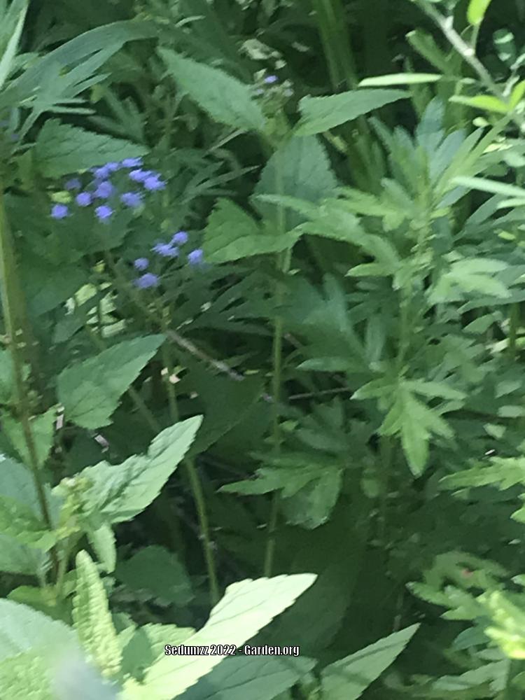 Photo of Blue Mistflower (Conoclinium coelestinum) uploaded by sedumzz