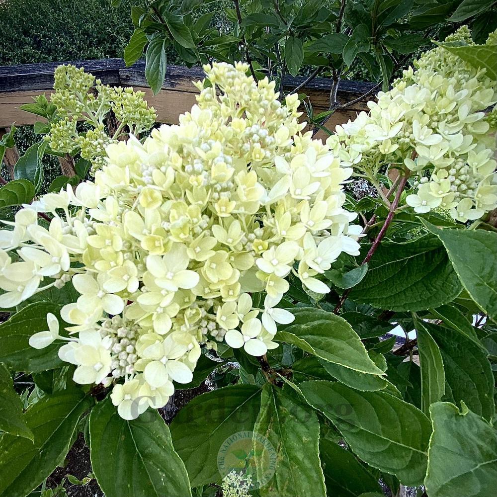 Photo of Panicle Hydrangea (Hydrangea paniculata Little Lime®) uploaded by springcolor