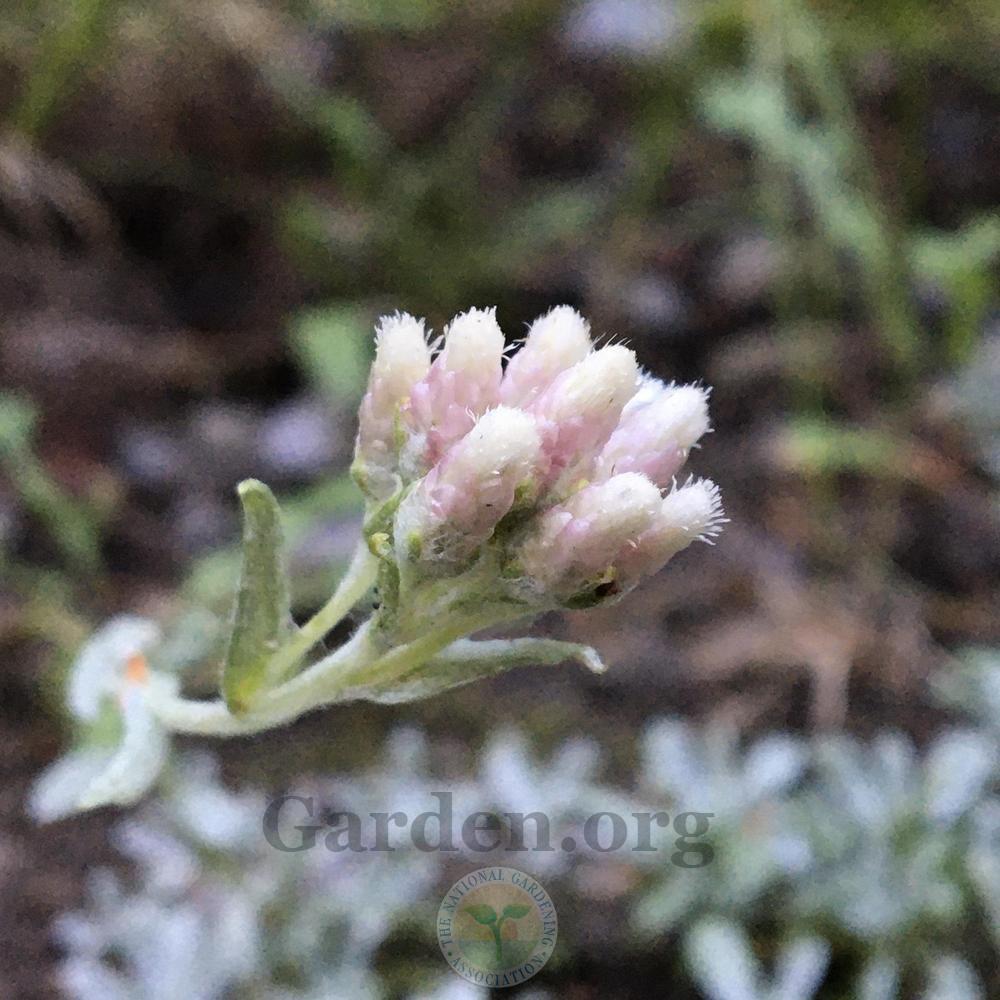Photo of Antennaria rosea subsp. confinis uploaded by BlueOddish