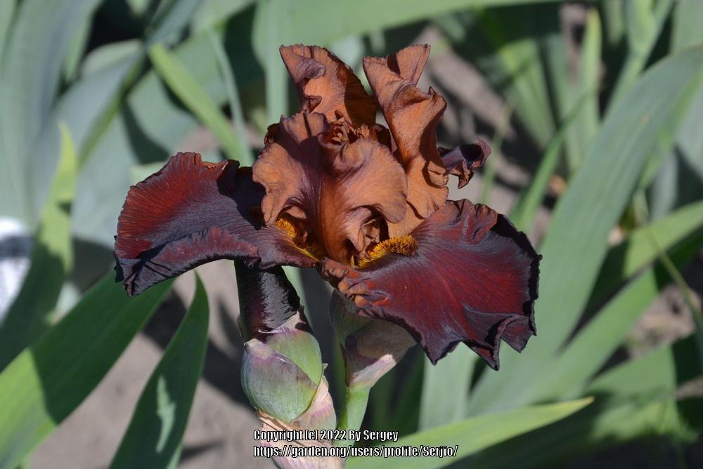 Photo of Tall Bearded Iris (Iris 'Chocolatier') uploaded by Serjio