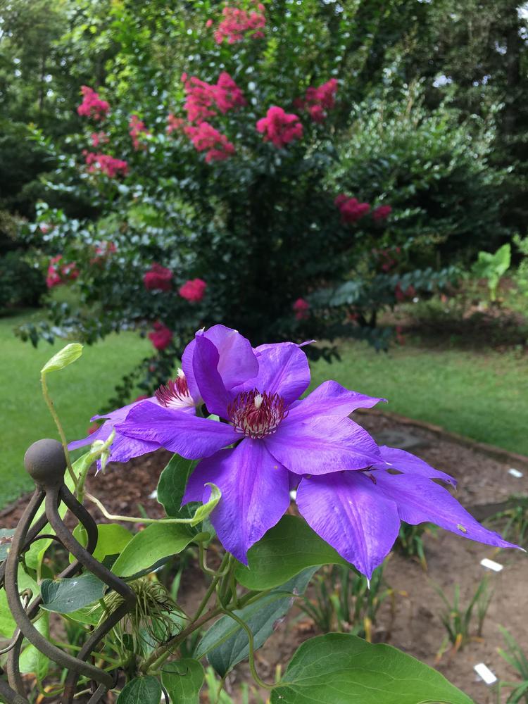 Photo of Clematis 'Ramona' uploaded by Sheridragonfly