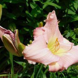Location: Eagle Bay, New York
Date: 2022-07-24
Daylily (Hemerocallis 'Butterfly Garden') bloom and buds