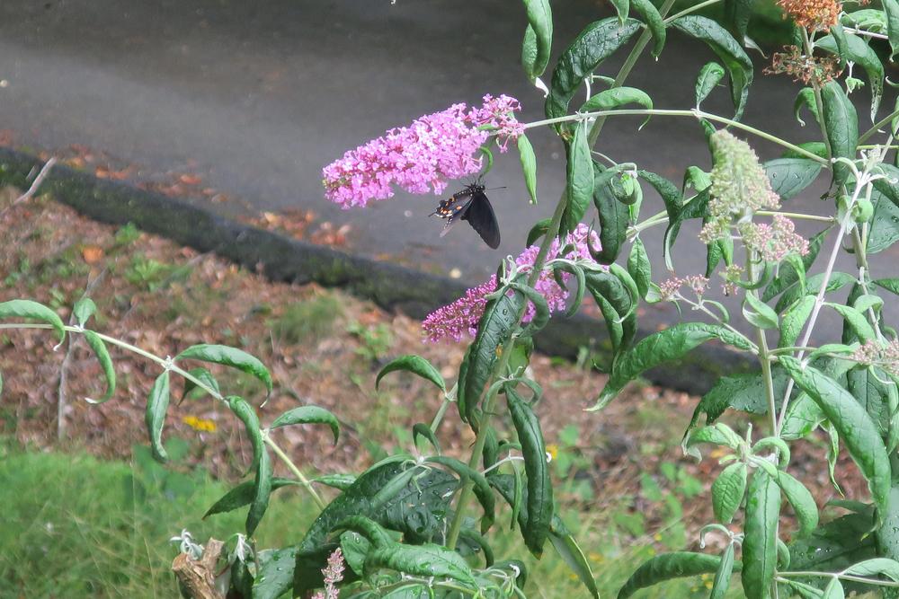 Photo of Butterfly Bush (Buddleja davidii 'Pink Delight') uploaded by 2Dogsmother
