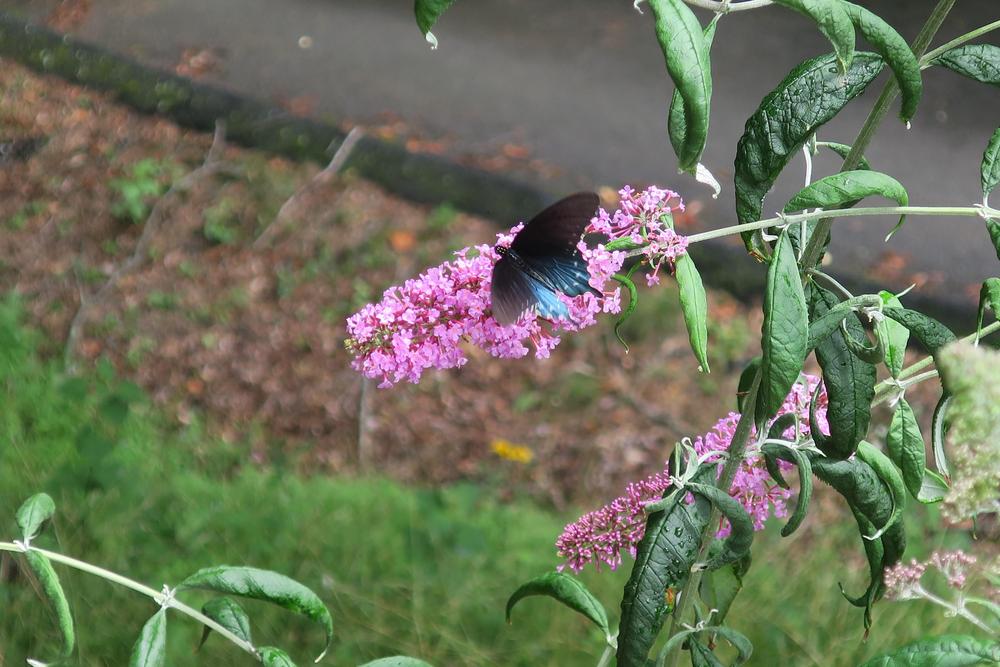 Photo of Butterfly Bush (Buddleja davidii 'Pink Delight') uploaded by 2Dogsmother