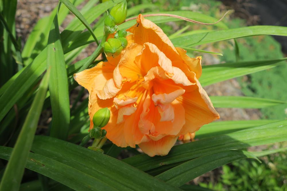Photo of Daylilies (Hemerocallis) uploaded by 2Dogsmother