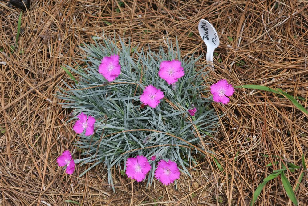 Photo of Cheddar Pink (Dianthus gratianopolitanus 'Feuerhexe') uploaded by 2Dogsmother
