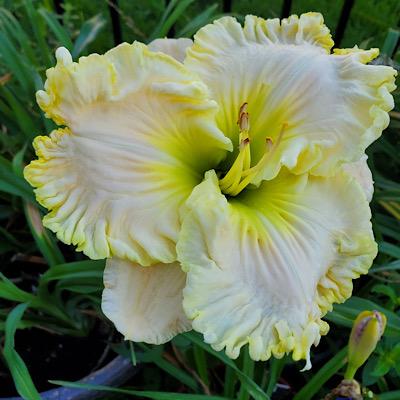 Photo of Daylily (Hemerocallis 'Satin Facets') uploaded by Ahead