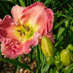 Location: Eagle Bay, New York
Date: 2022-07-24
Daylily (Hemerocallis 'Royal Pink Twist') up close, bloom and bud