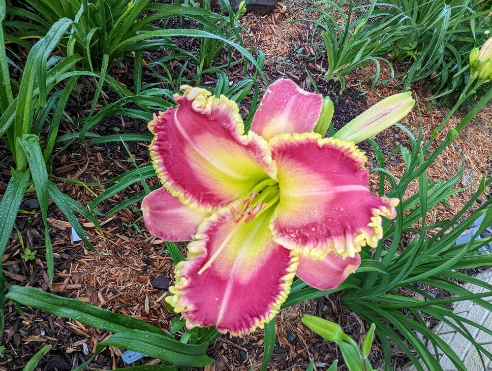 Photo of Daylily (Hemerocallis 'From Heaven for Helen') uploaded by cataddict