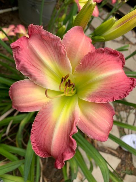 Photo of Daylily (Hemerocallis 'A Friend to All') uploaded by jkporter
