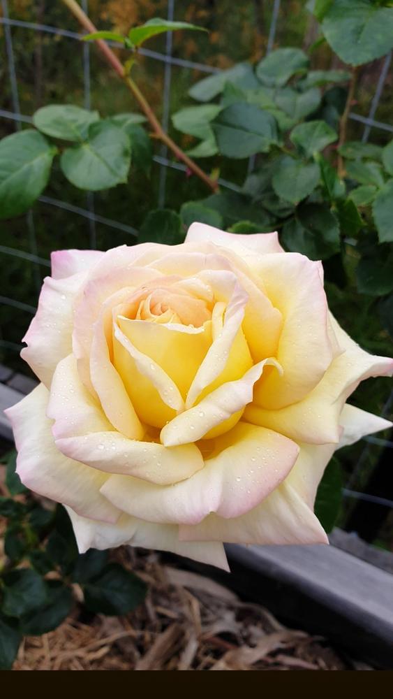 Photo of Hybrid Tea Rose (Rosa 'Peace') uploaded by saltedjelly