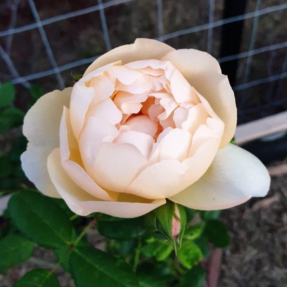 Photo of Rose (Rosa 'Wollerton Old Hall') uploaded by saltedjelly