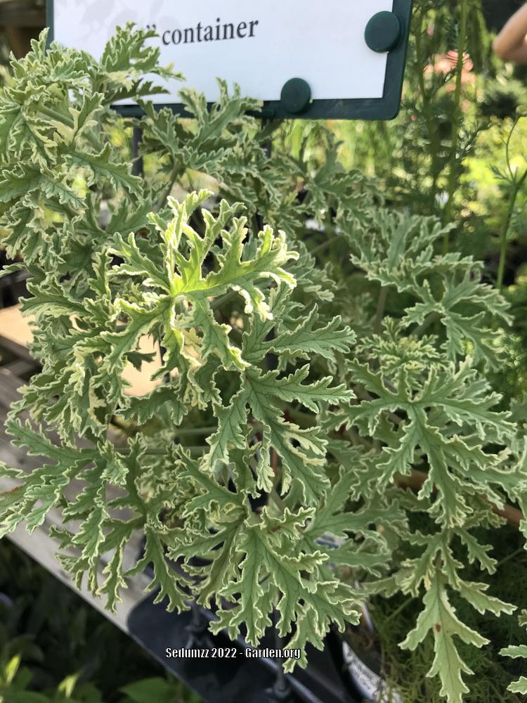 Photo of Scented Geranium (Pelargonium 'Lady Plymouth') uploaded by sedumzz
