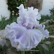 TB Iris Lavender Fizz