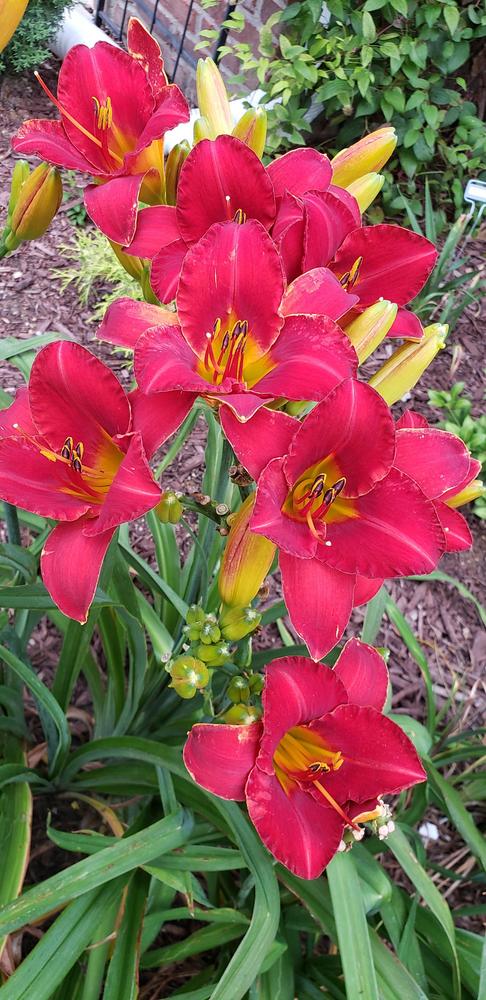 Photo of Daylily (Hemerocallis 'Caught Red Handed') uploaded by JillLloyd