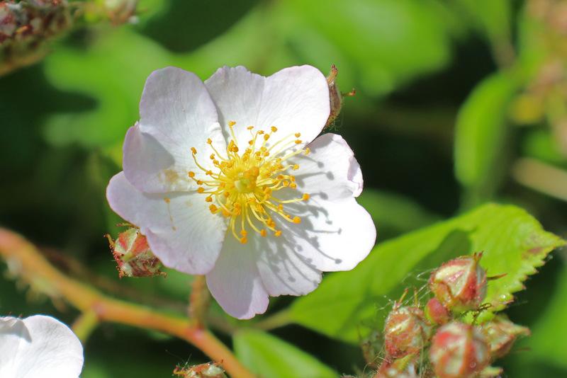 Photo of Rose (Rosa sericea) uploaded by RuuddeBlock