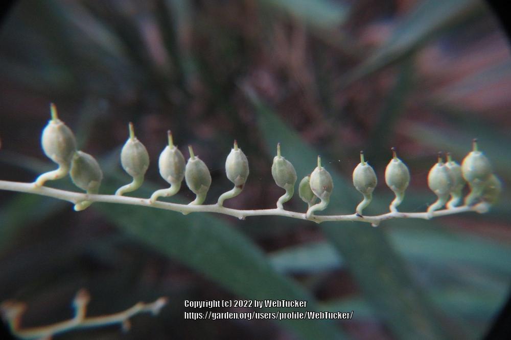 Photo of Sourwood (Oxydendrum arboreum) uploaded by WebTucker