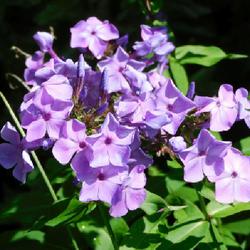 Location: Eagle Bay, New York
Date: 2022-07-25
Garden Phlox (Phlox paniculata Flame™ Purple)