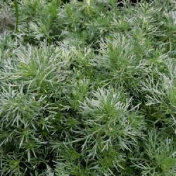 Location: Eagle Bay, New York
Date: 2022-07-26
Silvermound Artemisia (Artemisia schmidtiana 'Silver Mound')