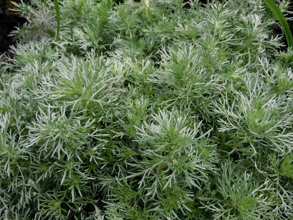 Photo of Silvermound Artemisia (Artemisia schmidtiana 'Silver Mound') uploaded by adknative