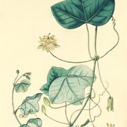 
Date: c. 1815
illustration by Syd. Edwards from 'The Botanical Register', 1815