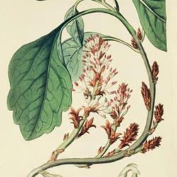 
Date: c. 1815
illustration by Syd. Edwards from 'The Botanical Register', 1815