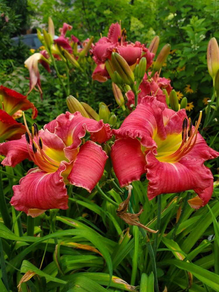Photo of Daylily (Hemerocallis 'Cranky Rooster') uploaded by Ahead