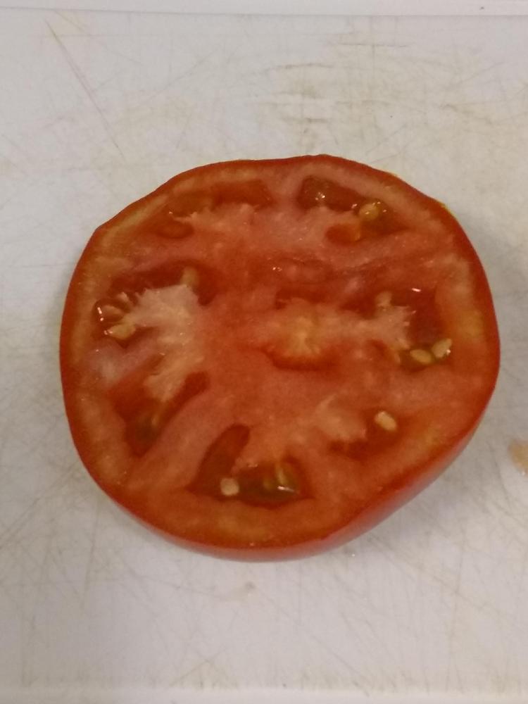 Photo of Tomato (Solanum lycopersicum 'Bush Champion II F1') uploaded by BetNC