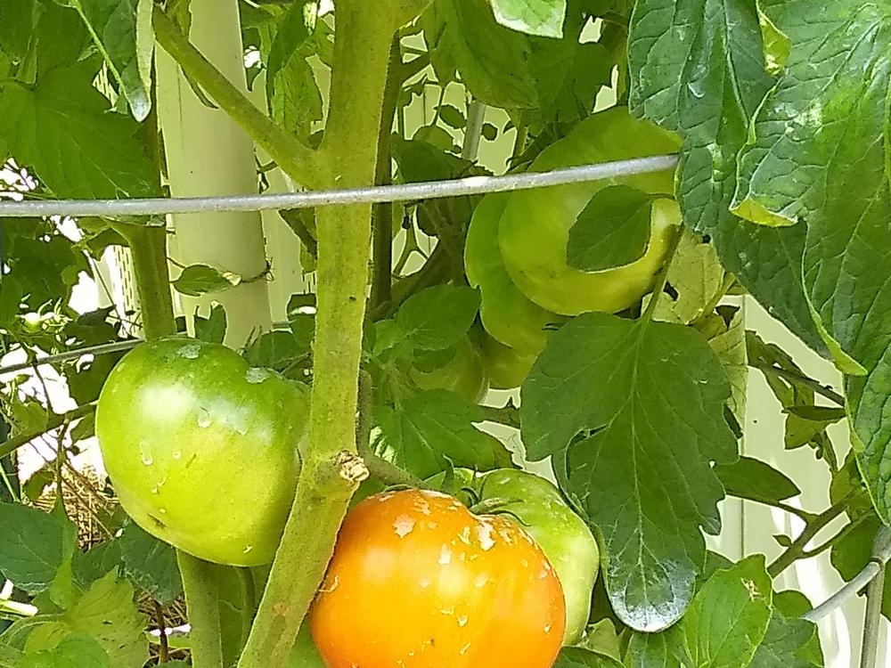Photo of Tomato (Solanum lycopersicum 'Crimson Cushion') uploaded by BetNC