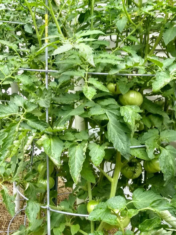 Photo of Tomato (Solanum lycopersicum 'Bush Champion II F1') uploaded by BetNC