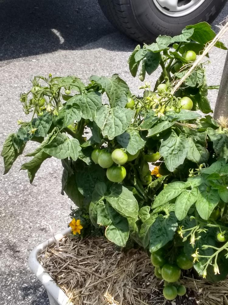 Photo of Tomato (Solanum lycopersicum 'Tiny Tim') uploaded by BetNC