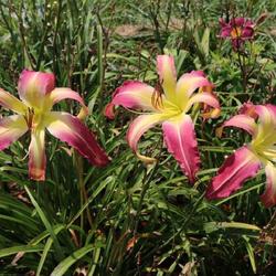 Location: Haley Springs Farm
Date: 2022-07-20
Last blooms on rebloom