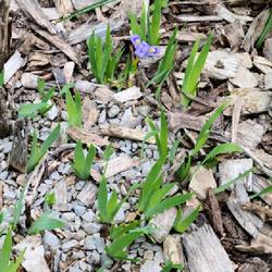 
Date: 2022-05-15
Iris lacustris