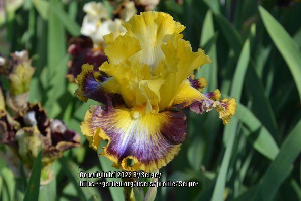 Photo of Tall Bearded Iris (Iris 'Colour Bazaar') uploaded by Serjio