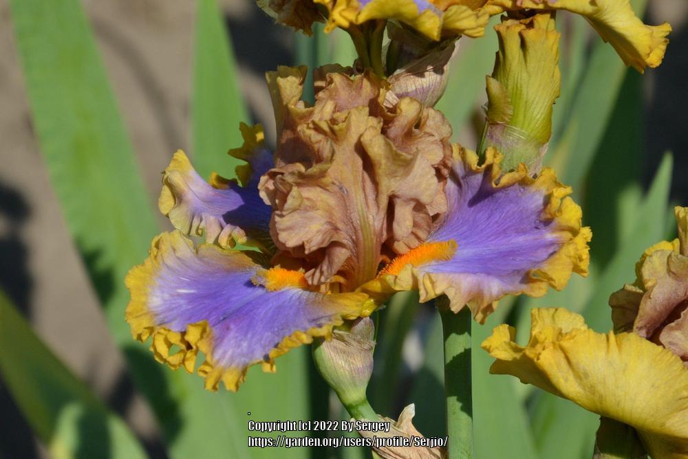 Photo of Tall Bearded Iris (Iris 'Western Edge') uploaded by Serjio