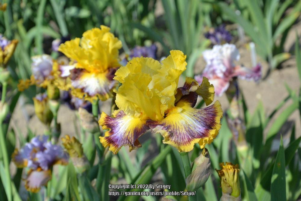 Photo of Tall Bearded Iris (Iris 'Colour Bazaar') uploaded by Serjio