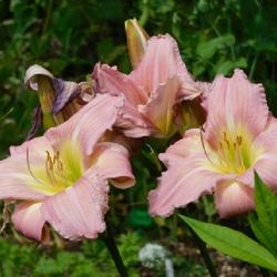Location: Eagle Bay, New York
Date: 2022-07-27
Daylily (Hemerocallis 'Butterfly Garden') in stages: buds, blooms