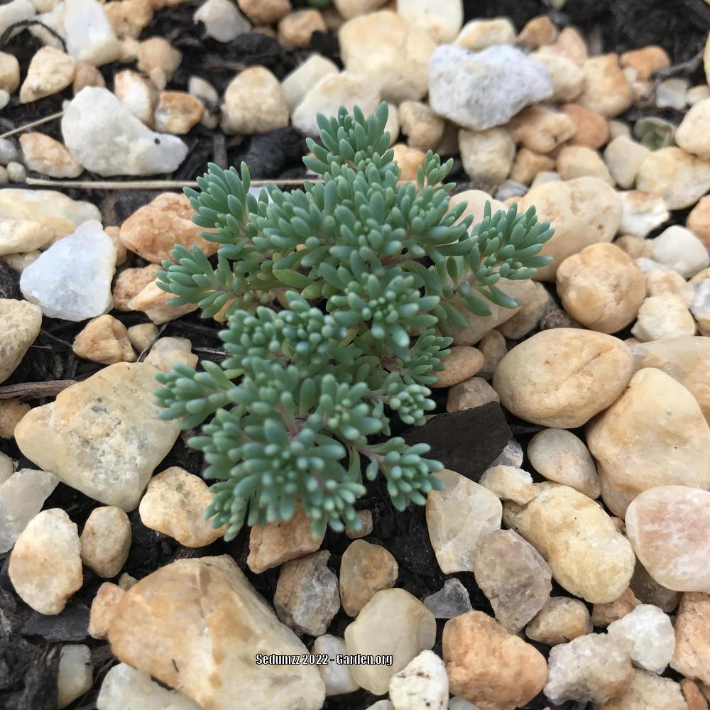 Photo of Spanish Stonecrop (Sedum hispanicum) uploaded by sedumzz