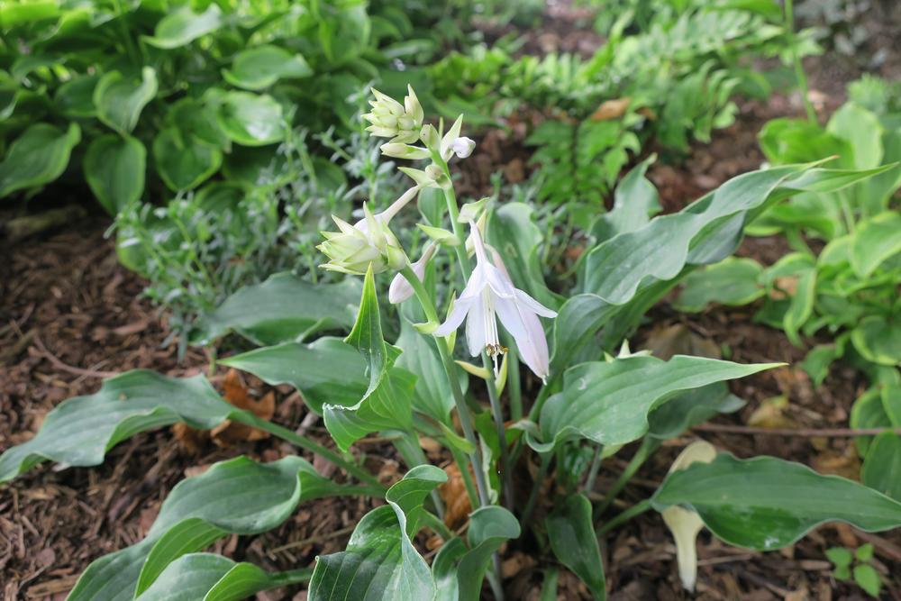 Photo of Hosta 'Restless Sea' uploaded by 2Dogsmother